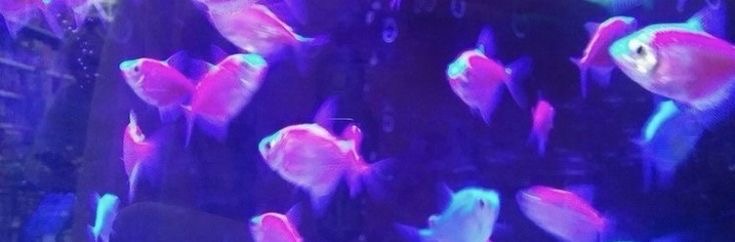 Fish?? banner