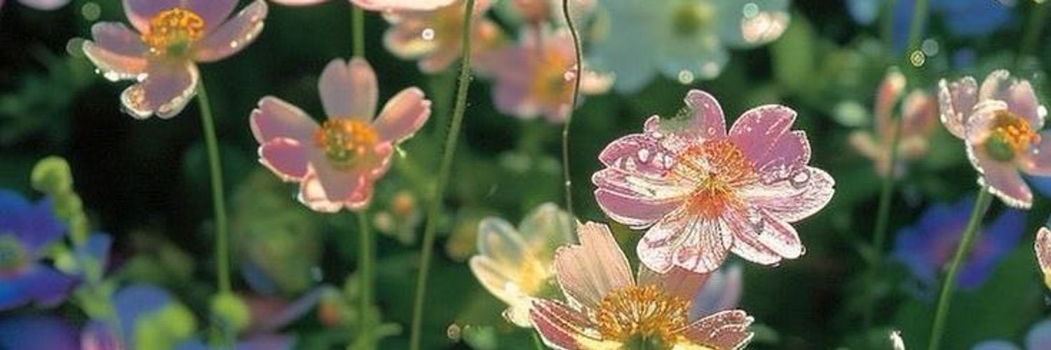 Natalia Quimbayo banner