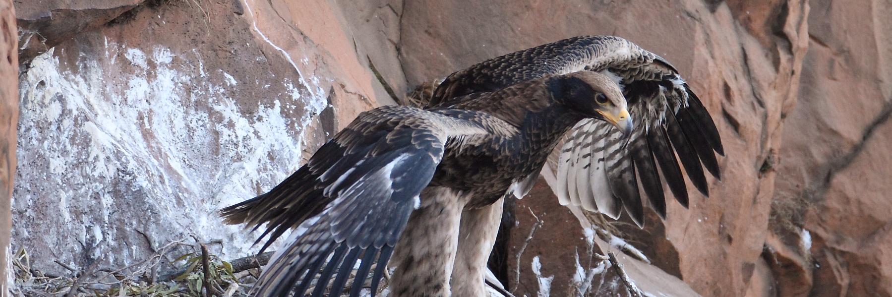 Roodepoort Record / Northsider banner