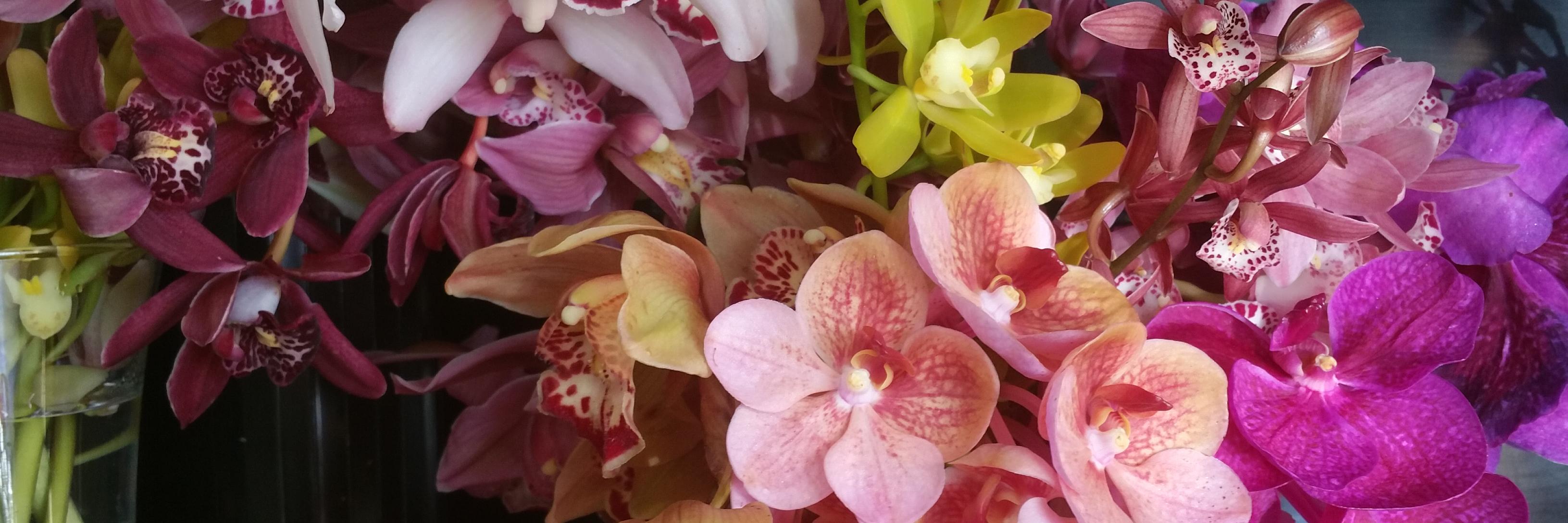 AppleBlossomsFL's profile banner image