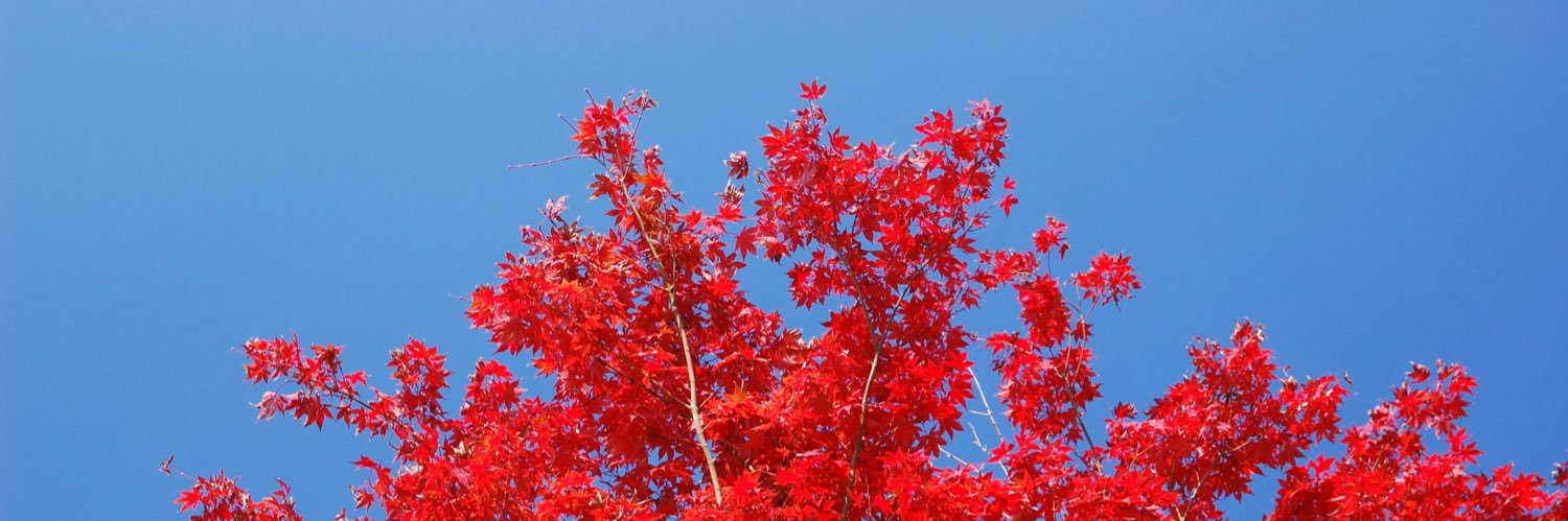 ninop917's profile banner image
