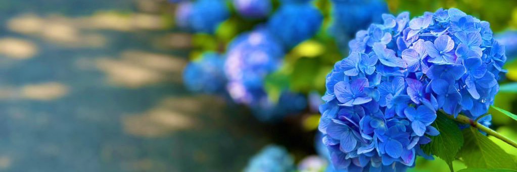 Momi_Ten's profile banner image