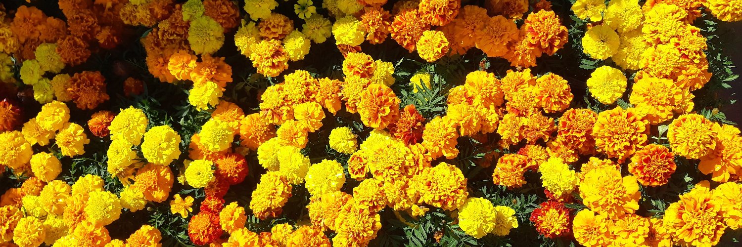 AmoraEmLinha's profile banner image