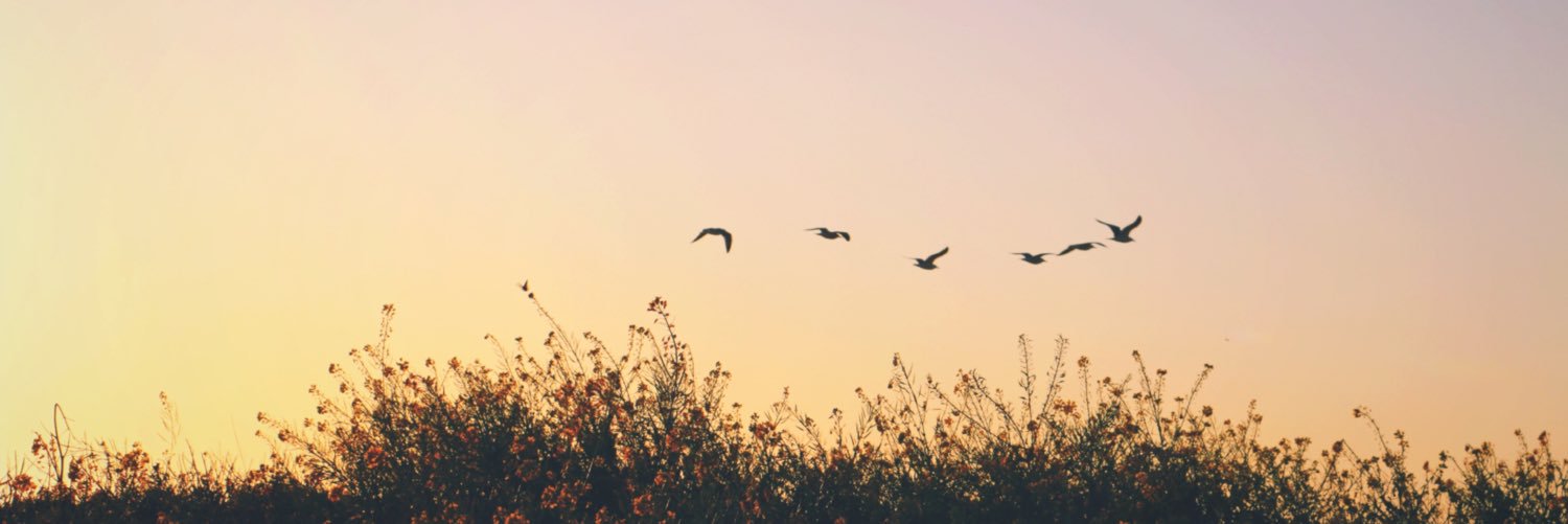Sarah Cody banner