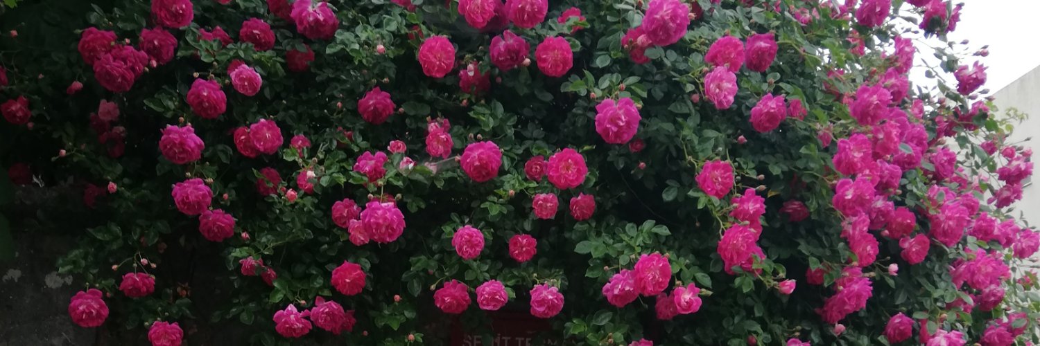 tugceince34's profile banner image