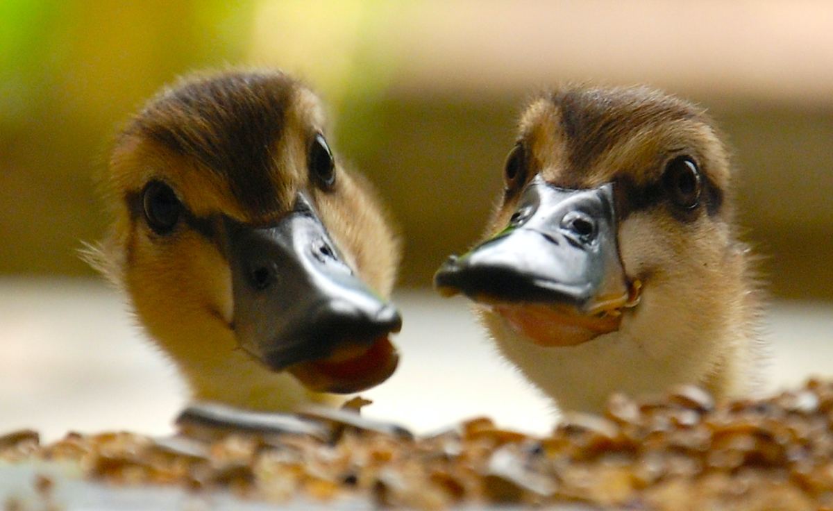 The Duck Poster's banner