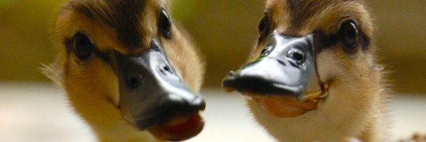 theduckposter Profile Banner