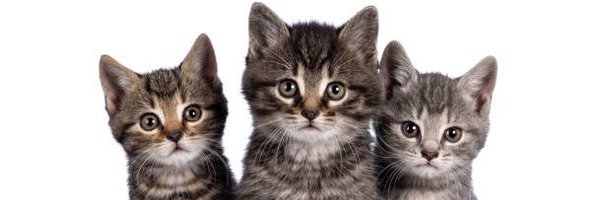 meow_apex Profile Banner