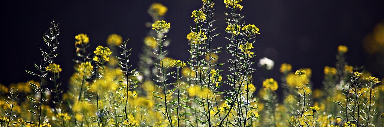 moleriin's profile banner image