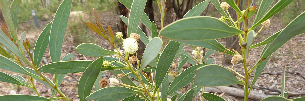 Jean-Claude Maswana banner