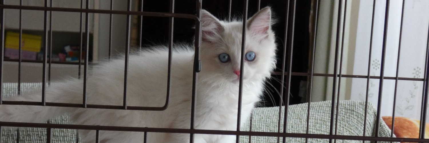 みむさん＠ラグドール banner