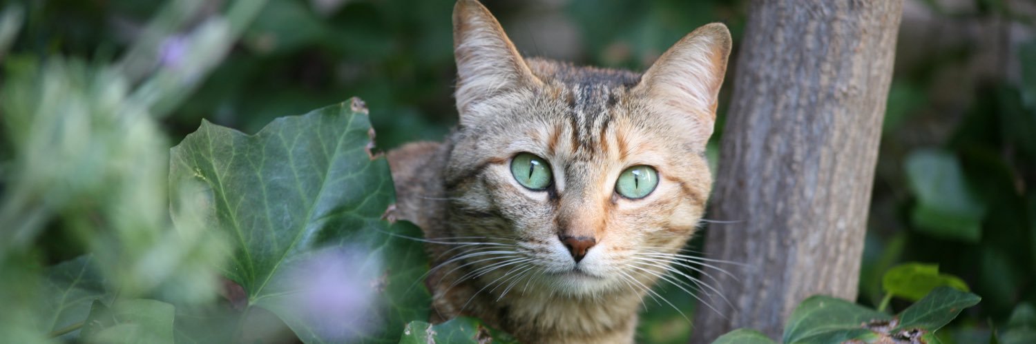 The Old Croaker 1776 banner