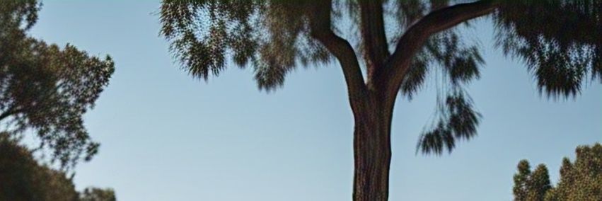 bonatelino's profile banner image