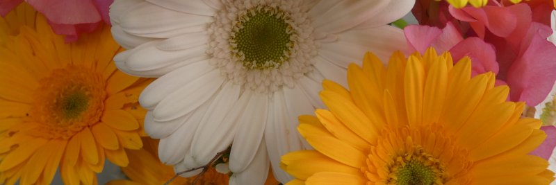 obafamily's profile banner image