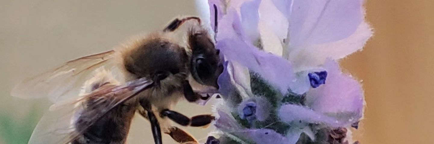 Miguel P. Vio A Yerin banner