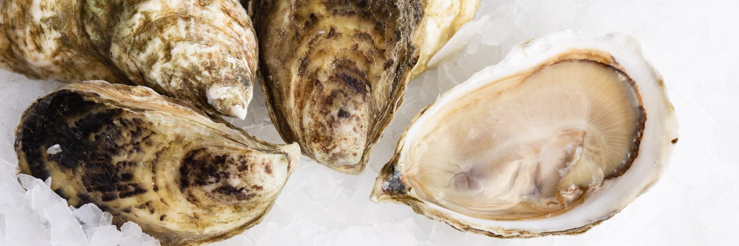 pangeashellfish's profile banner image