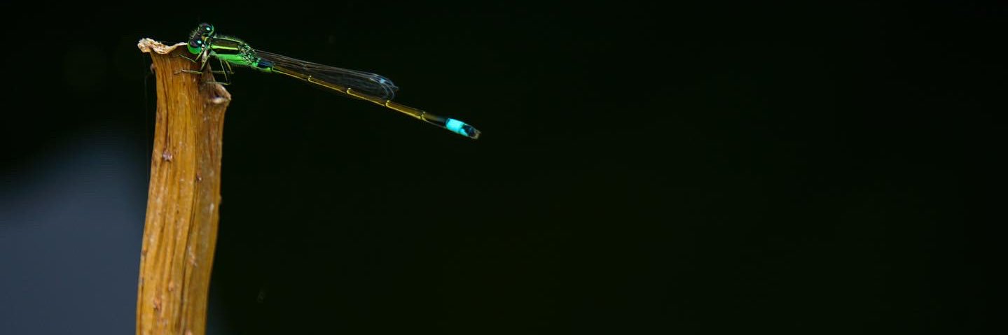 みねずみ banner