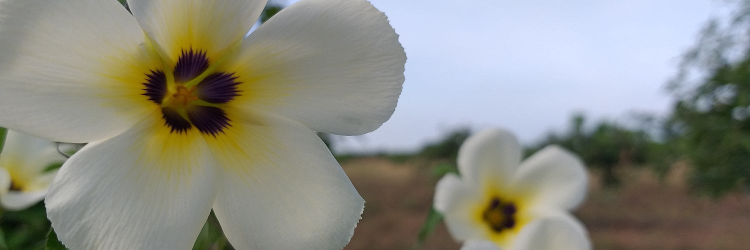 ayudwey_'s profile banner image