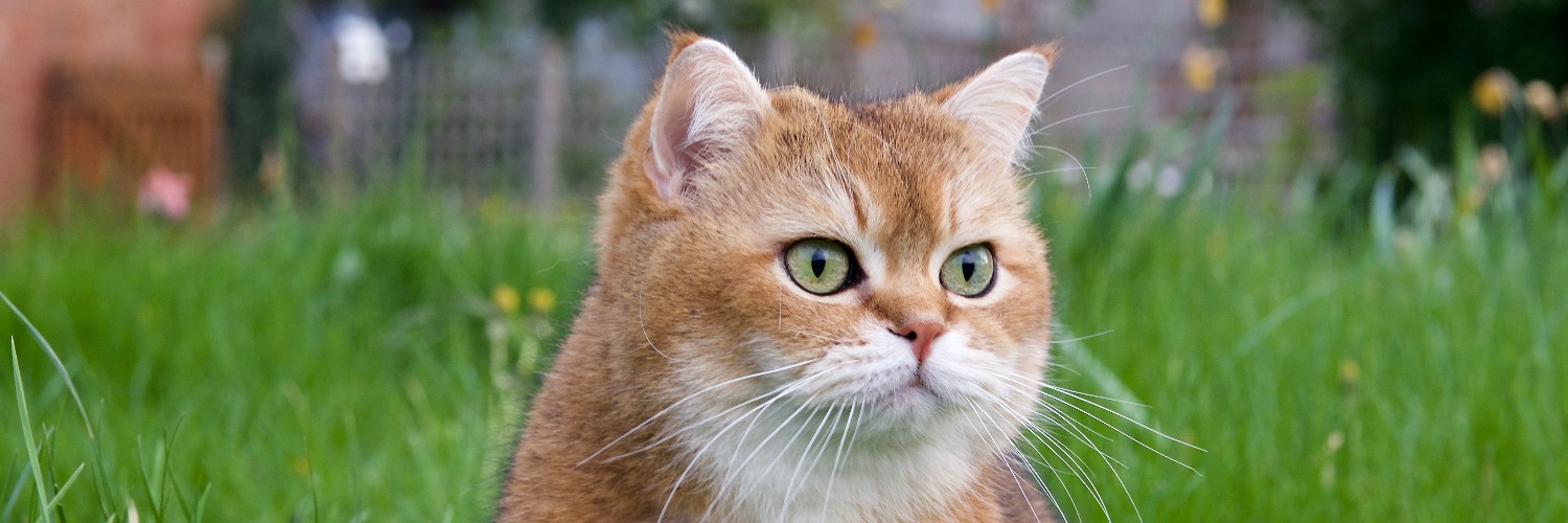 Kirk McElhearn banner