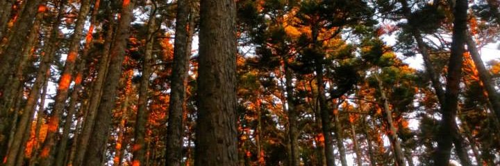 Eleanor Rees banner