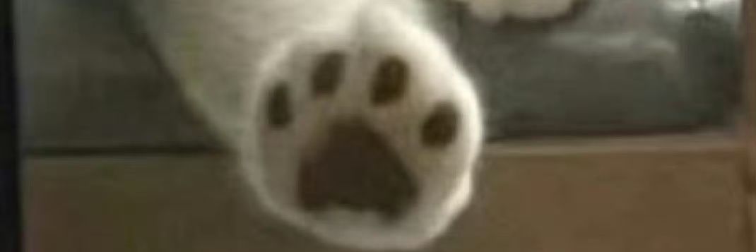 cototco's profile banner image