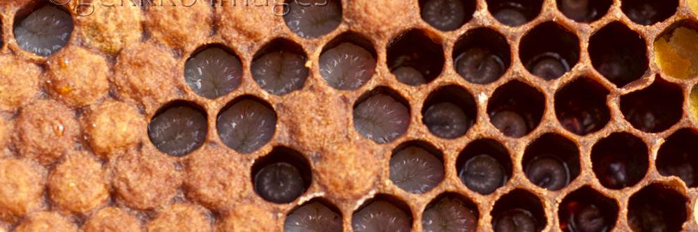 bee_improvement's profile banner image