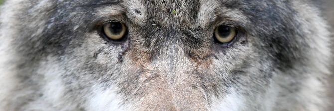 cawost's profile banner image