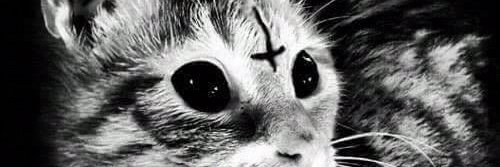 frodo_luna's profile banner image