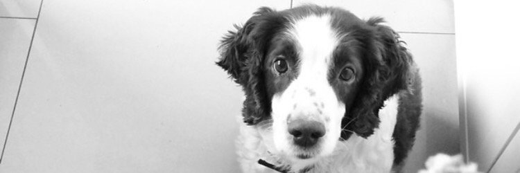 joshjsa's profile banner image