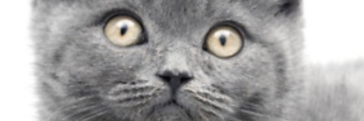 MissuzGee's profile banner image