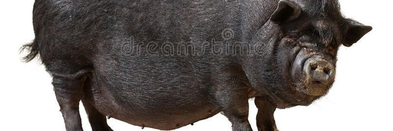 mamandini1's profile banner image