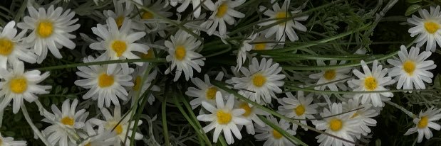 dd's banner