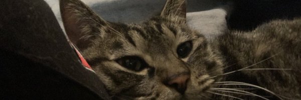 nekonekooff Profile Banner