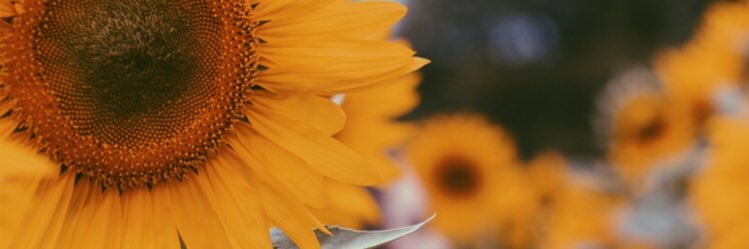 annawalta's profile banner image