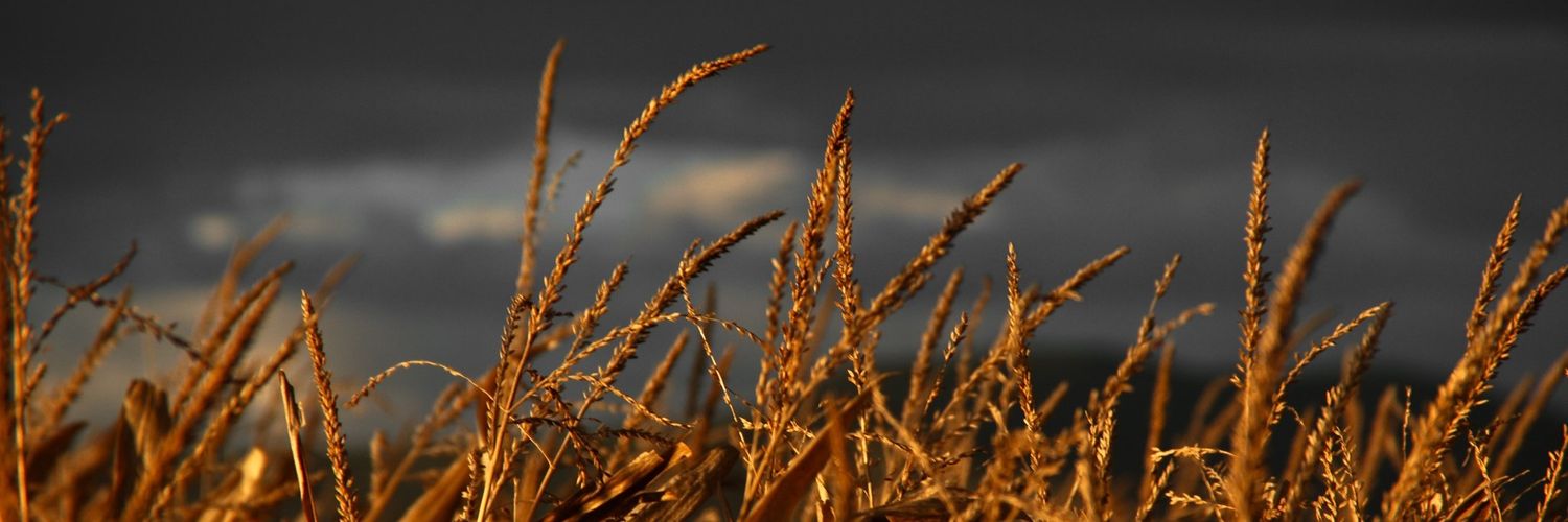 JavierPeasant's profile banner image