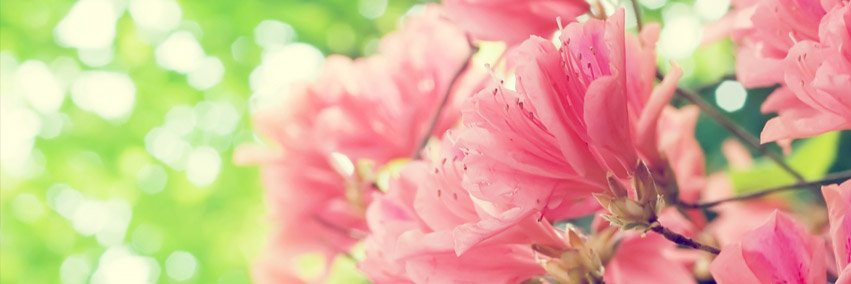 Calliope Nhan banner