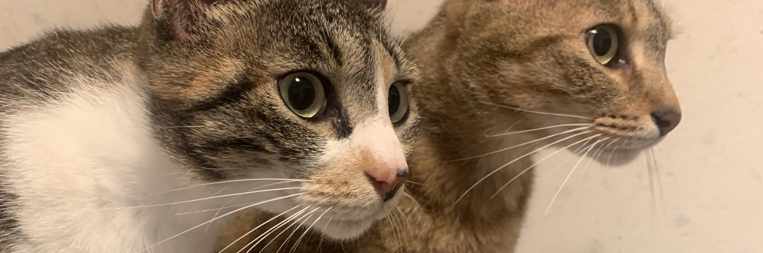 telchy's profile banner image
