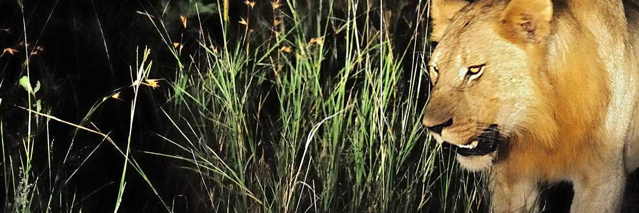 MarcosMoleon1's profile banner image