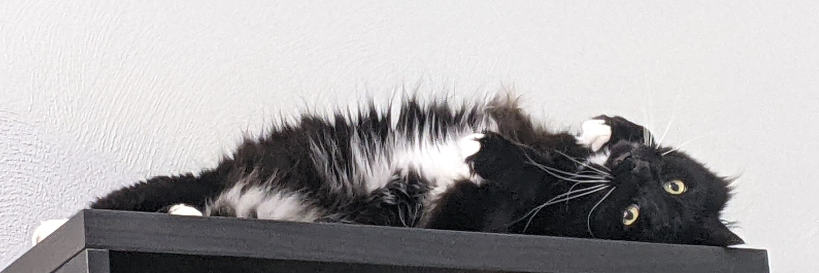 💫Neo || Lizard Enjoyer💫 banner