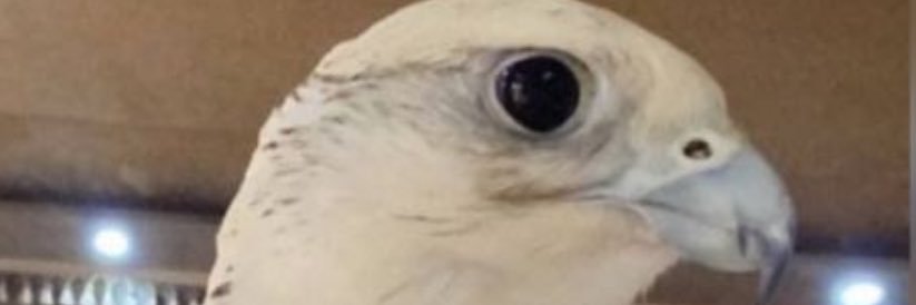 المطيري banner