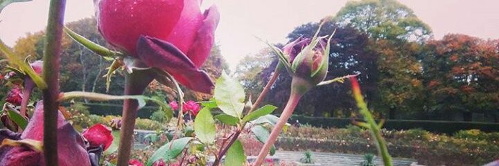 janecallaghan's profile banner image