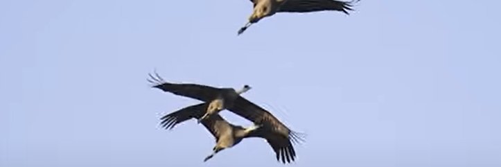 Lim Jee-S. A. Texas, Targeted woman banner