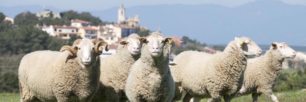 Marc Sureda El Poll ⚙️ banner