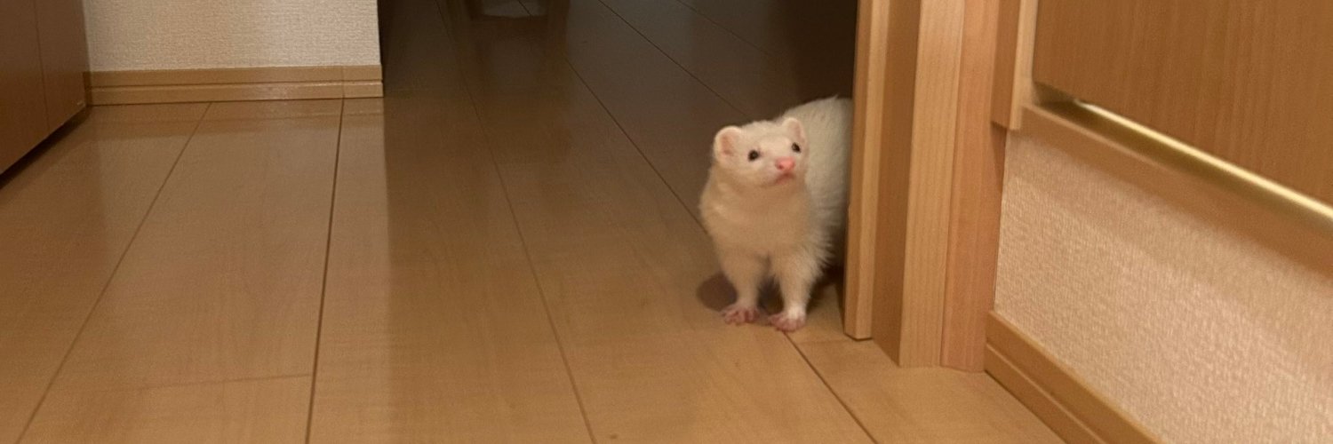 Ferret Friend's banner