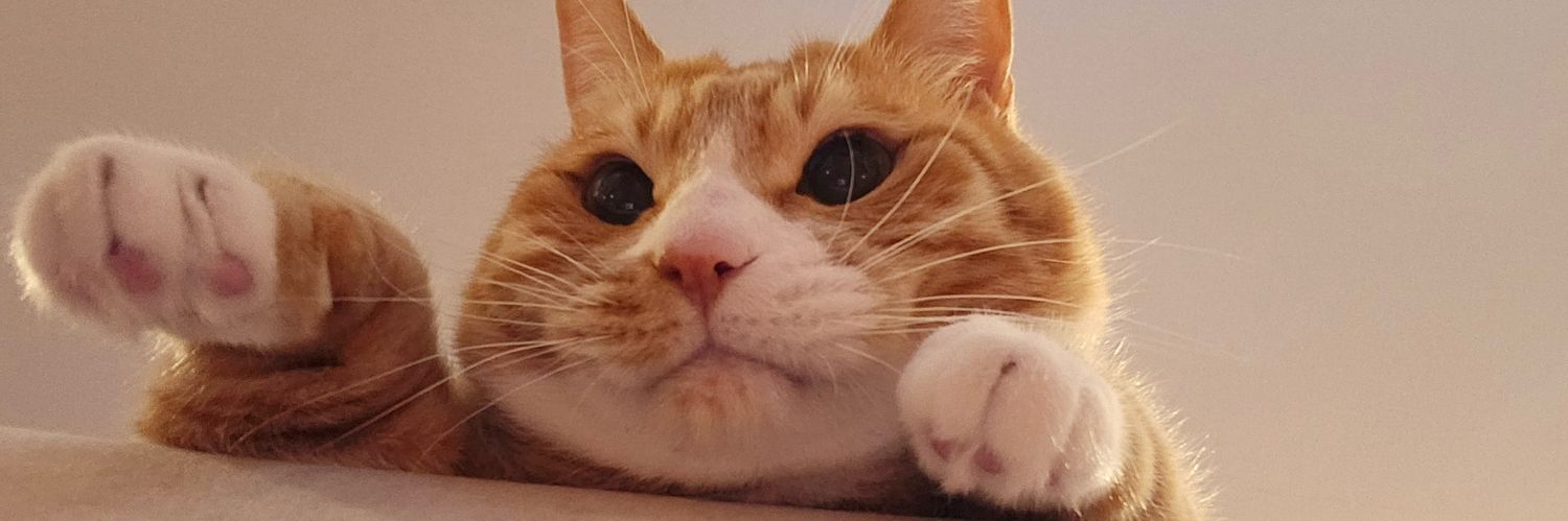 haniedukes's profile banner image