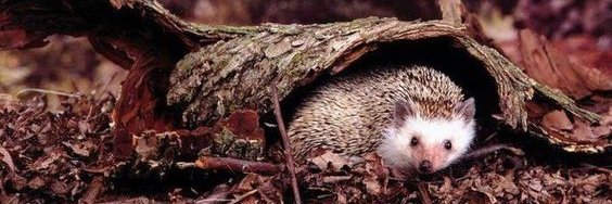 Hedgehog Zone's banner