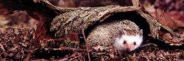 HedgehogZone_ Profile Banner