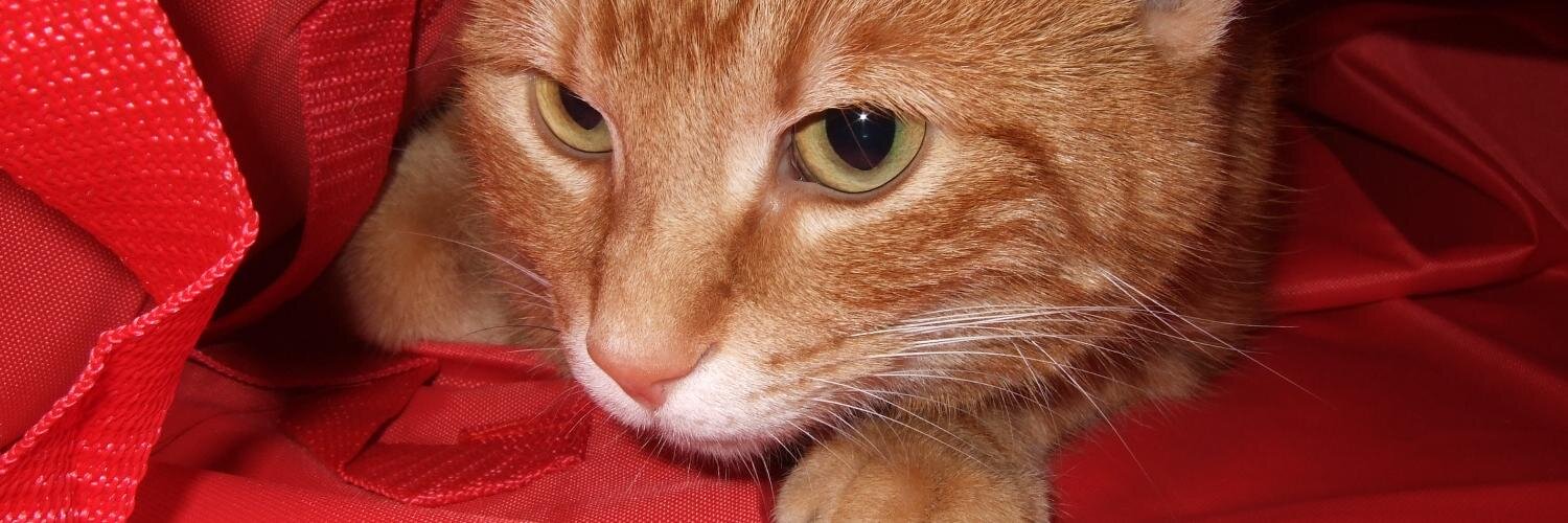 Saspidistra's profile banner image