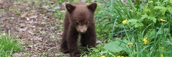 🐻 Bears Daily 🐻's banner