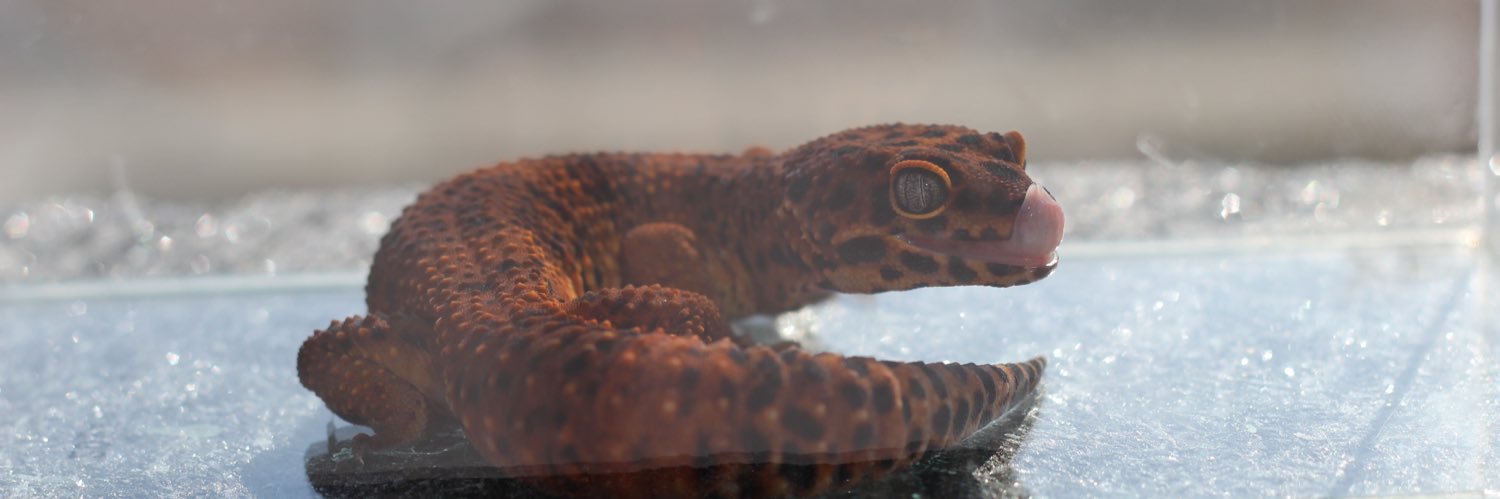 レオパLife🦎成長日記 banner